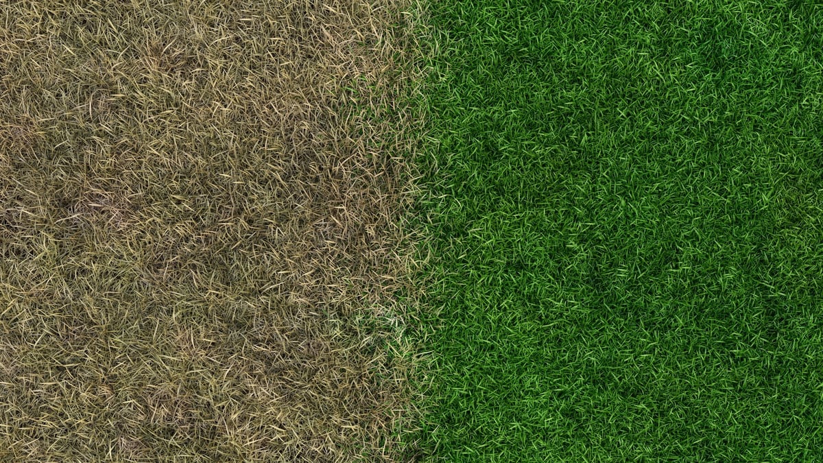 Landscaping lawn gardening maintenance